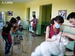 -优缇多格专业宠物美容师培训学校