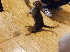 -猫色咖啡·猫咖