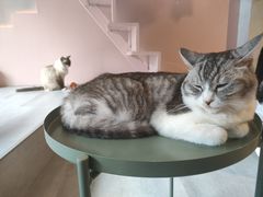 -猫儿山۰猫主题餐厅