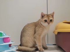 -1013 PET SHOP精品宠物商店(丁香店)