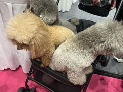 -郑州国际会展中心