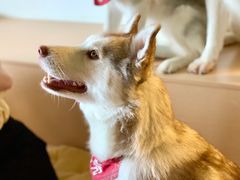 -Husky Go! 哈士奇体验馆·宠物咖啡厅狗咖