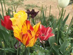 -洛阳郁金香牡丹园