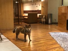 -柴务处·柴犬主题狗咖