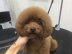 -八公叔叔宠物美容连锁(春申店)