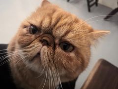 -猫友咖啡店(玉林西路店)