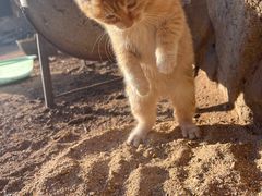 -张金涛熏鸡(人民南路店)