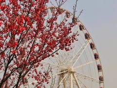 -顾村公园