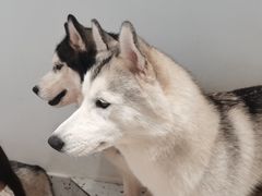 -Husky Go!哈士奇体验馆·宠物咖啡厅狗咖