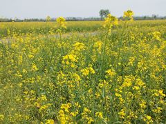 -汉长安城未央宫国家考古遗址公园