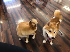-豆柴町-柴犬主题狗咖(红鼎国际C座店)