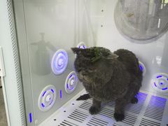 -中农国际动物医院24小时·猫科·骨科·急重症中心