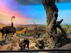 -国家自然博物馆