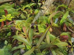 -国家植物园南园