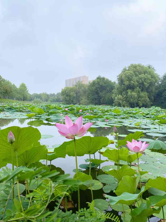 衡水迎宾馆图片