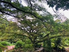 -广州市石门国家森林公园