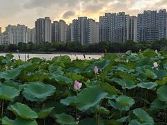 -南翔镇银翔湖公园