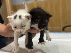 -瑞派名望24h动物医院异宠专科·猫专科·骨科·重症监护分院