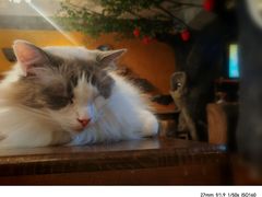 -猫猫幼稚园·撸猫·桌游·电玩