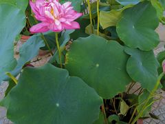 -莲花池公园