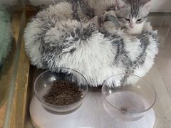 -糯米喵星人总部直营旗舰店·猫舍·幼猫出售