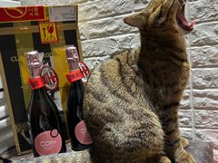 -瑞派·关忠动物医院·异宠专科·犬猫肿瘤·皮肤专科(望京店)