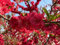 -永定河休闲森林公园