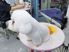 -贵族宠物·宠物美容(三阳路店)