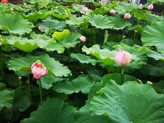 -陈家山荷花公园