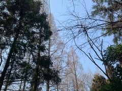 -东平国家森林公园