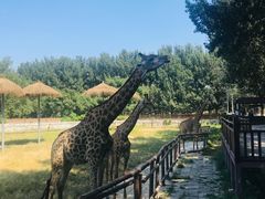 -北京野生动物园