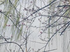 -柳浪闻莺公园