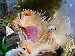 -太平洋海底世界