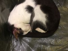 -猫色咖啡·猫咖