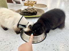 -喵园·猫主题咖啡厅·撸猫·猫咖(国贸店)