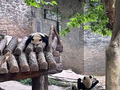 -都江堰中华大熊猫苑