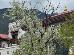 -林芝工布庄园希尔顿酒店-猎味中餐厅