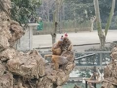 -成都动物园