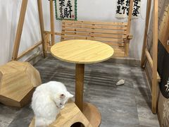 -楼上猫咖(罗湖店)