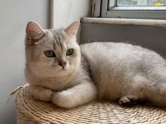 -猫儿山۰猫主题餐厅