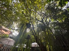 -Fern Forest Cafe