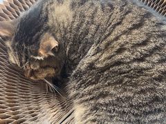 -伟伟宠物医院·瑞派猫友好医院·猫科(光谷店)