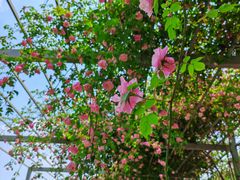 -都江堰玫瑰花溪谷