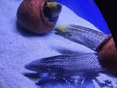 -江和美海洋公园