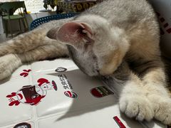 -平行世界·猫咖(首经贸店)