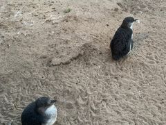 -企鹅岛