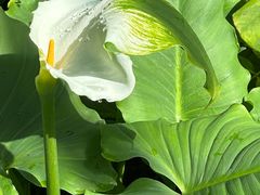 -国家植物园南园