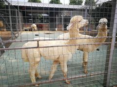 -迪茵湖田家舍生态农场