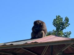 -西霞口神雕山野生动物世界