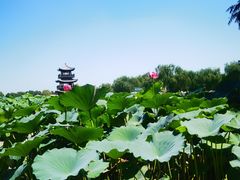 -白洋淀景区